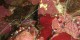 Croisiere St John - 069 - Habili Ali St Johns - Crevettes nettoyeuses